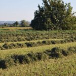 Alfalfa-Segada-1200×675