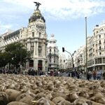 ovejas-madrid