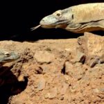 Málaga.- Ora, la hembra dragón de Komodo de Bioparc Fuengirola, pone doce huevos