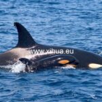 虎鲸在西班牙南部海岸撞击帆船 orcas