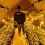 西班牙华人男子室内种大麻 养13只恶犬逃避检查 albarreal