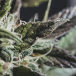 大麻社交俱乐部 Cannabis Social Club strains-cannabis