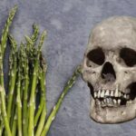 巴塞罗那附近林地发现人类头骨,警方展开调查 calavera