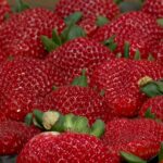 fresas contaminadas de marruecos