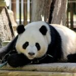 大熊猫金喜、茱萸首次与马德里公众见面 索菲亚老王后主持仪式 姚敬大使出席 U704P5060T2D50839F40DT20240608072812
