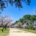 马德里第五磨坊公园近1900棵杏树提前绽放,迎接春季盛况 quinta