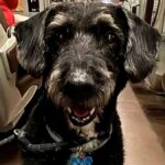 在阿达穆斯事故中失踪的狗狗Boro安全获救,重返家庭怀抱 perro